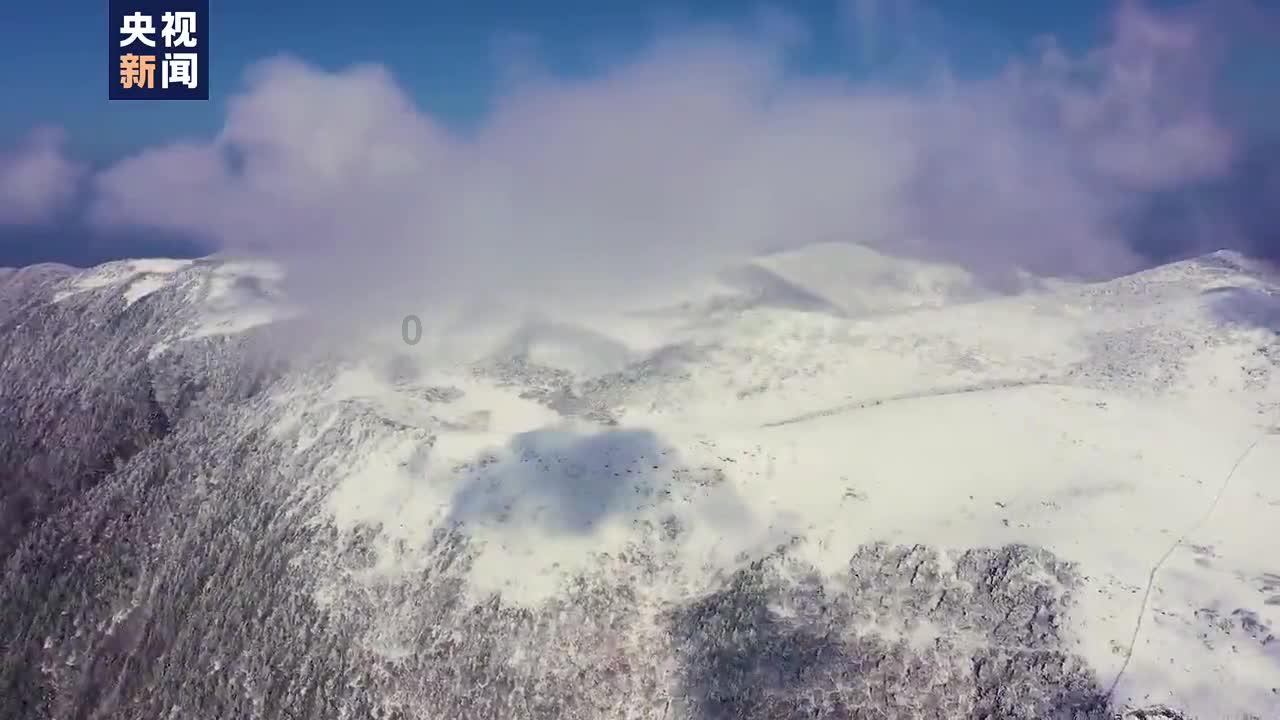 白色森林逃脱